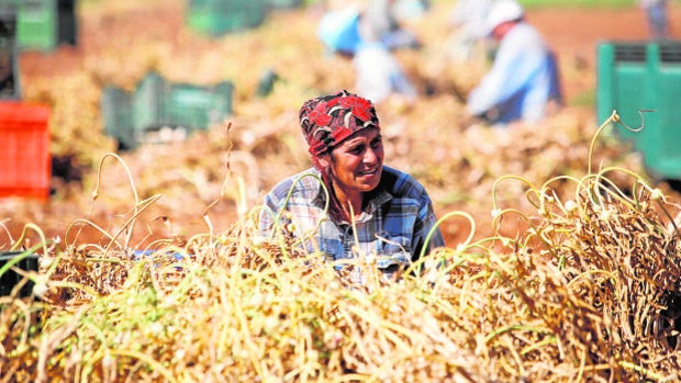 El paro crece en el campo de Córdoba a pesar del auge de contratos