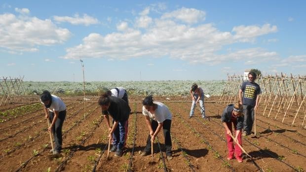 El Ayuntamiento de Palma del Río estudia comprar las fincas Somontes y Guzmán, valoradas en 12,5 millones