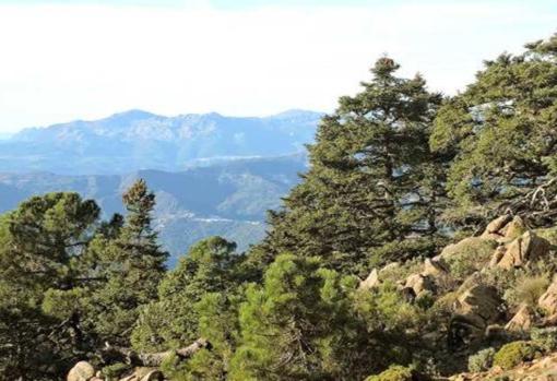 Pinsapos en la Sierra de las Nieves