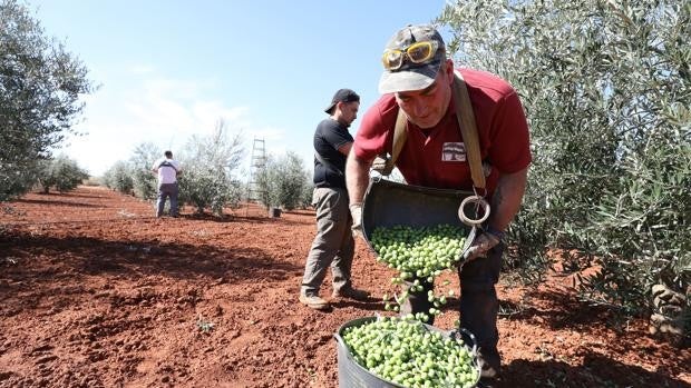 Las exportaciones agroalimentarias de Córdoba caen arrastradas por aceite, aceituna y naranja