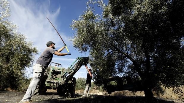 La Escuela de Agrónomos de Córdoba investiga en más de 20 proyectos para mejorar el campo