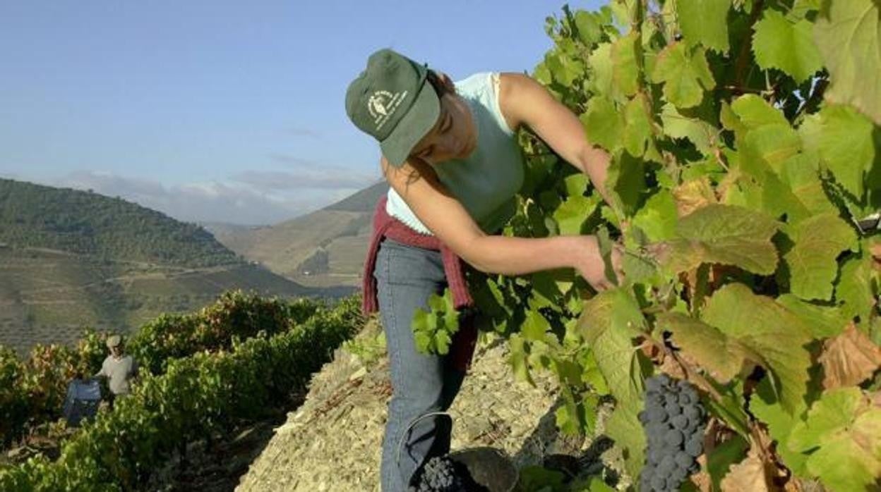 Mujer trabajando como temporera