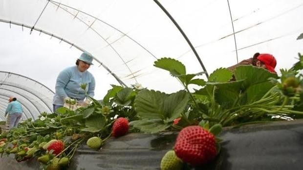 Absuelven al empresario demandado por despido en Huelva por temporeras de Marruecos que denunciaron abusos