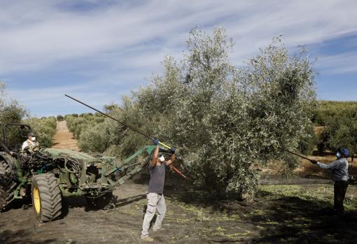 Trabajados de recogida de la aceituna esta campaña en un olivar de Montilla