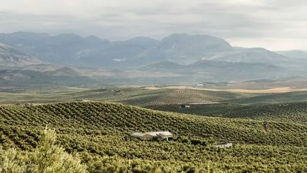 Sustainolive, una apuesta por el olivar sostenible