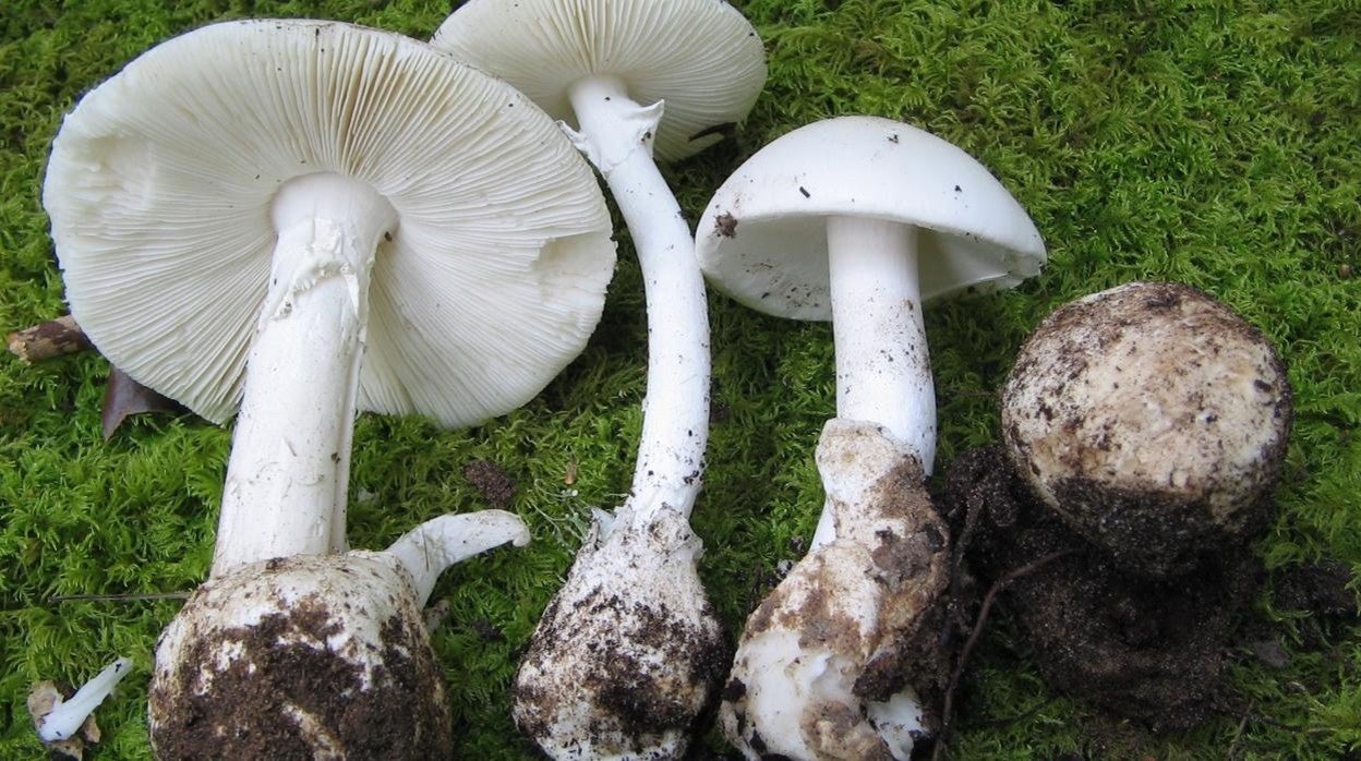 Amanita verna, seta venenosa que se puede confundir con el gurumelo