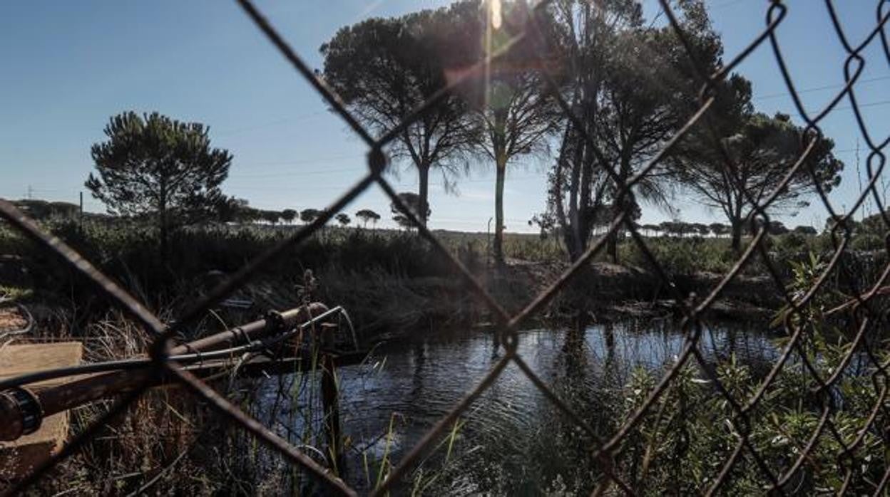 Una balsa de riego ilegal detectada en la comarca de Doñana