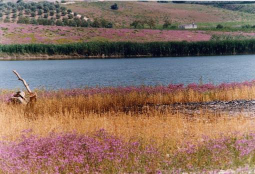 Laguna de Zóñar, en el Sur de Córdoha¡a