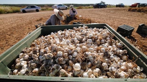 Los productores de ajo en Córdoba esperan un 35 % más de cosecha y precios altos