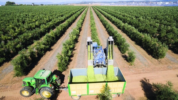 Campo Córdoba | ¿Por qué el olivar en seto es más rentable y sostenible que el superintensivo?