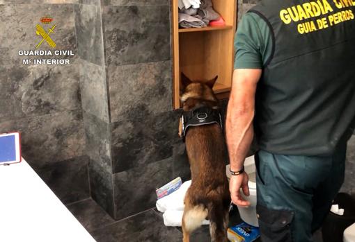 Un perro de la Guardia Civil localiza el escondite del dinero en la casa de un narco