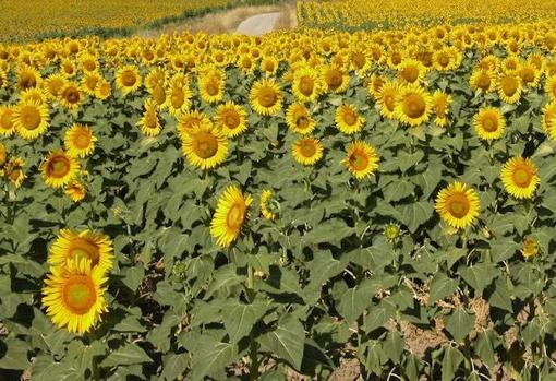 Preocupación en el sector olivarero por la sequía y las altas temperaturas en Córdoba