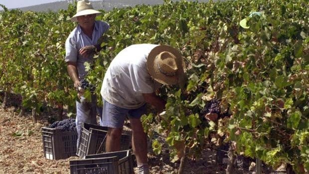 El sector del vino de Córdoba aplaude las ayudas de la Junta pero cree que son insuficientes