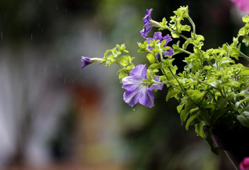 Una planta maltratrada por una tormenta