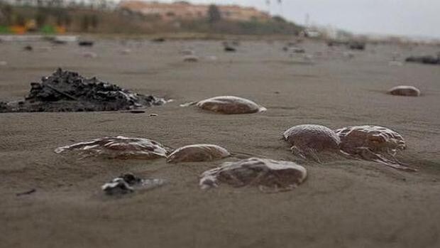 El movimiento de las mareas en el Mar de Alborán hace prever un verano sin medusas en la Costa del Sol