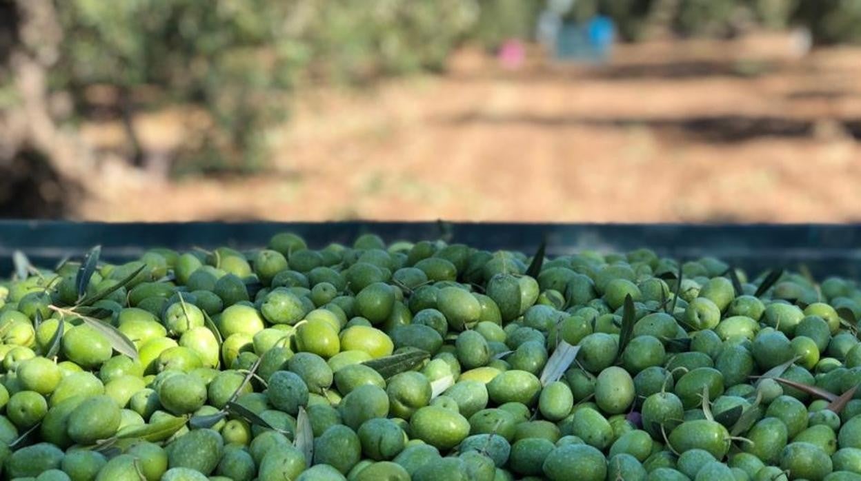 Aceitunas recogidas en un campo de olivos andaluz