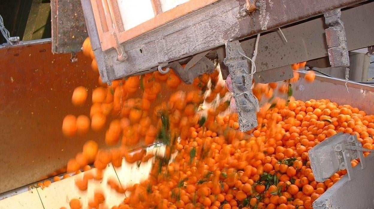 Naranjas en una planta de Palma del Río