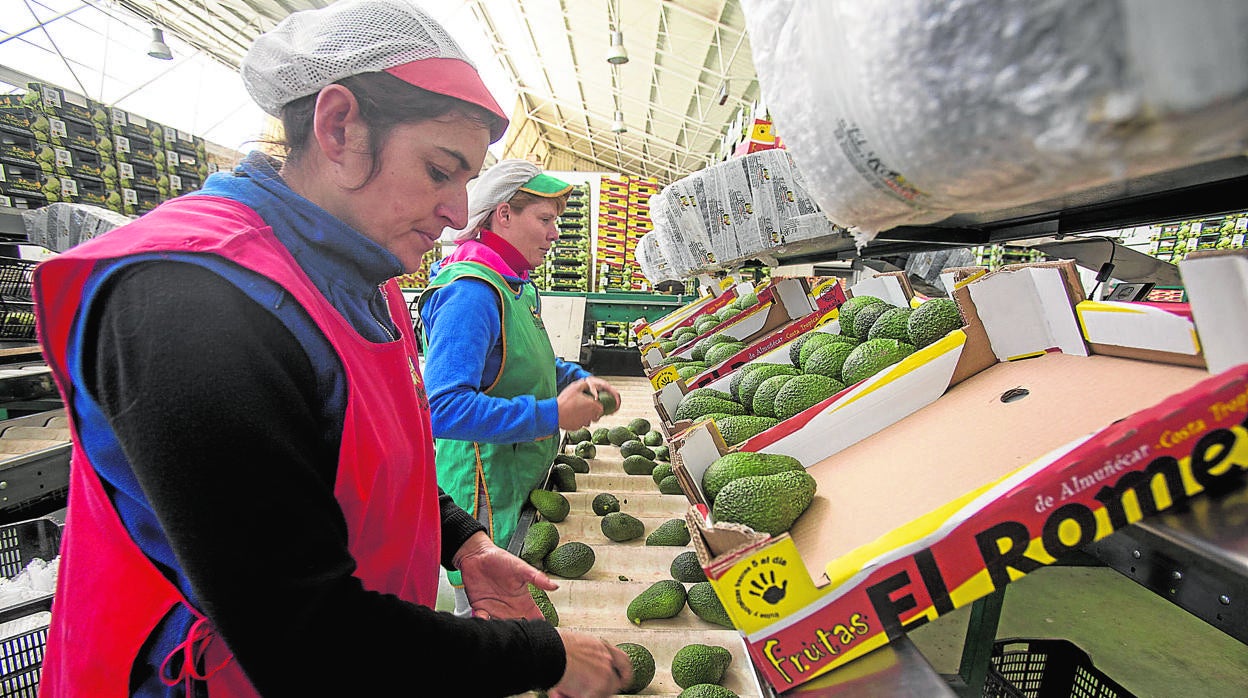 Planta de envasado de aguacates