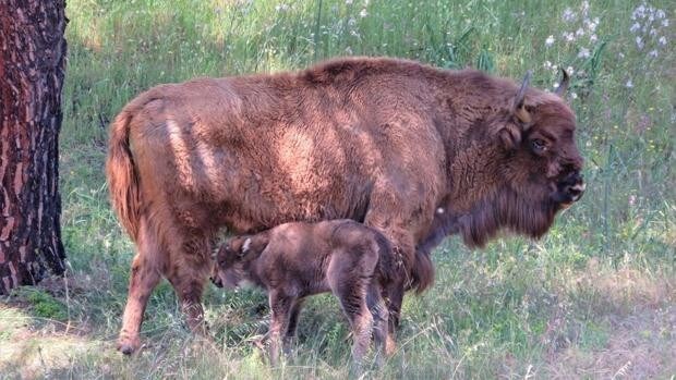 El primer bisonte nacido en semilibertad en Europa es andaluz