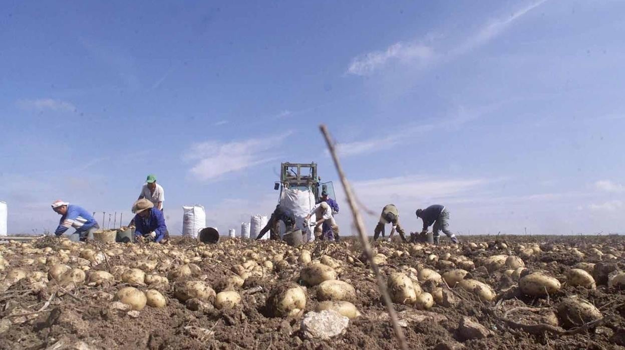 Tierra dedicada al cultivo de patatas