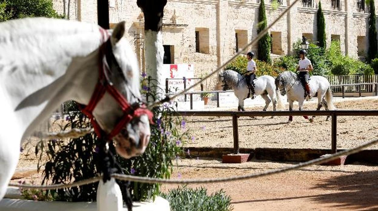 Un entrenamiento en las Caballerizas Reales