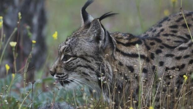 El lince ibérico pasa de la UCI a planta