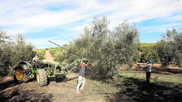 Una de cada diez cooperativas agroalimentarias de Córdoba factura ya más de 20 millones de euros