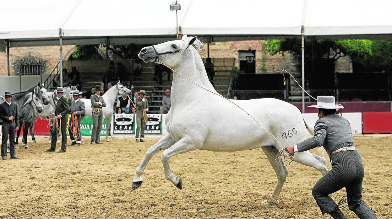 Un concurso de doma en el marco de la feria de Cabalcor