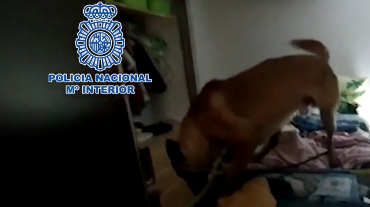 Una agente canino rastreando una maleta en un operación antidroga en Marbella