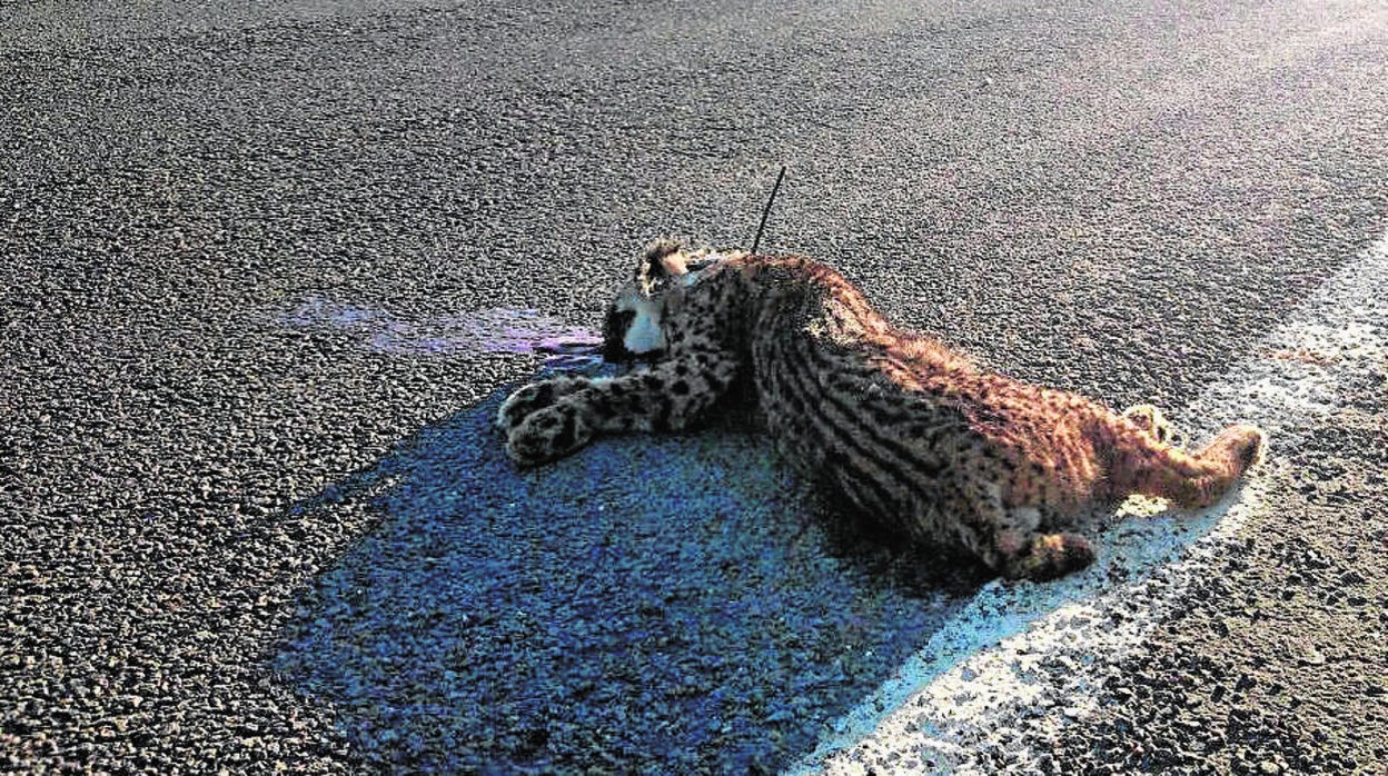 Lince ibérico atropellado en una carretera