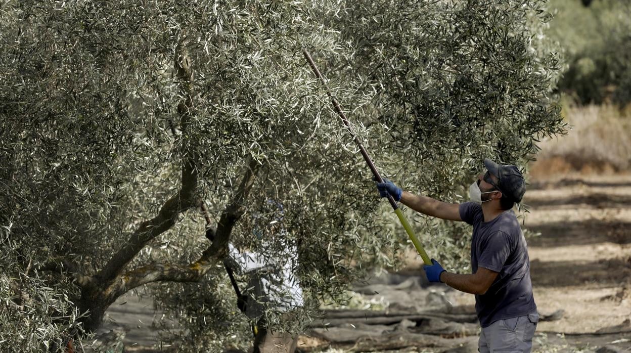 Trabajadores en una finca de olivar de Montilla durante la última campaña