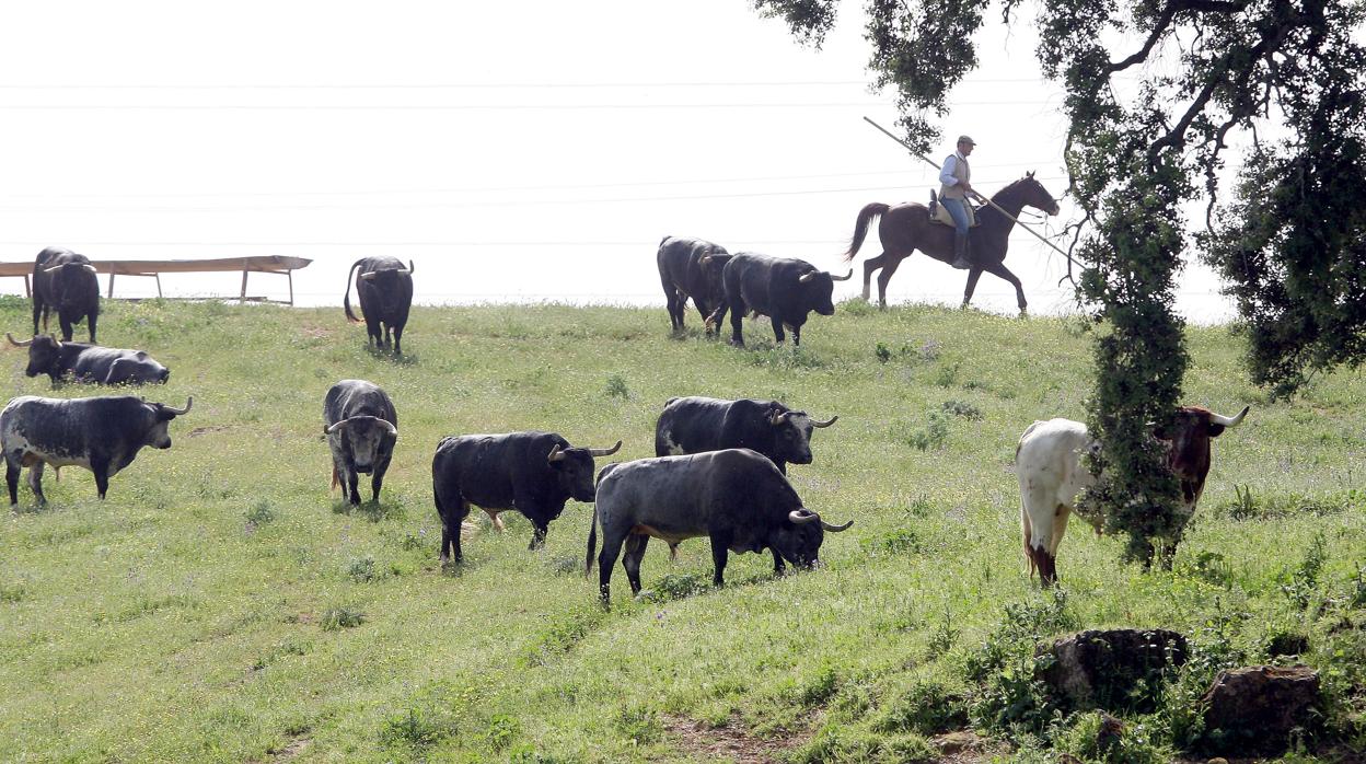 Ganadería de toro bravo en la provincia de Córdoba