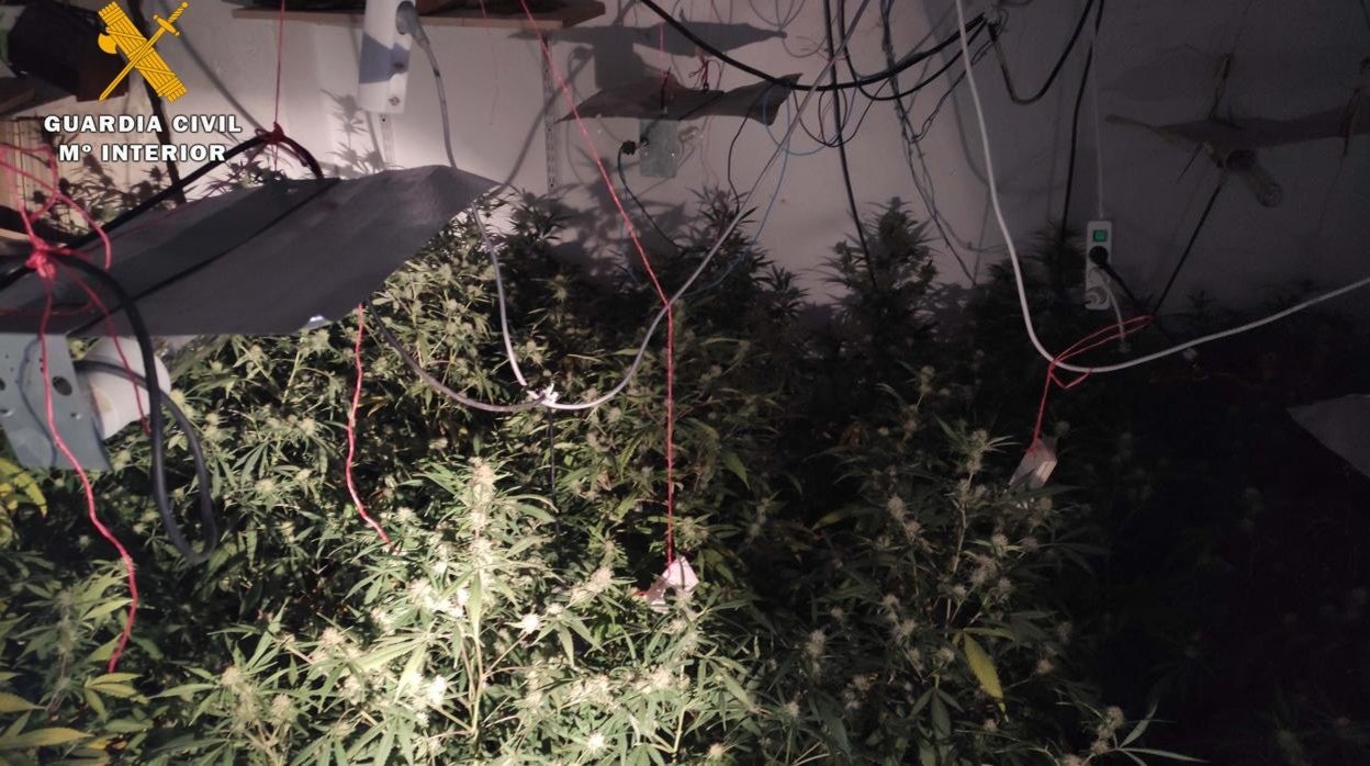 Más de 65 plantas de marihuana de 1,5 metros: lo que encontró la Guardia Civil en una casa de Fernán Núñez