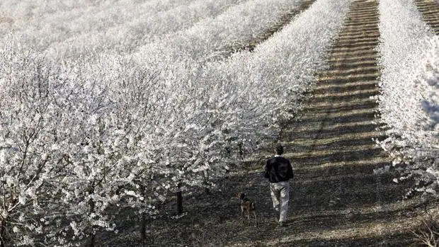 La producción de almendra crecerá un 50 por ciento con un tercio más de superficie cultivada en Córdoba