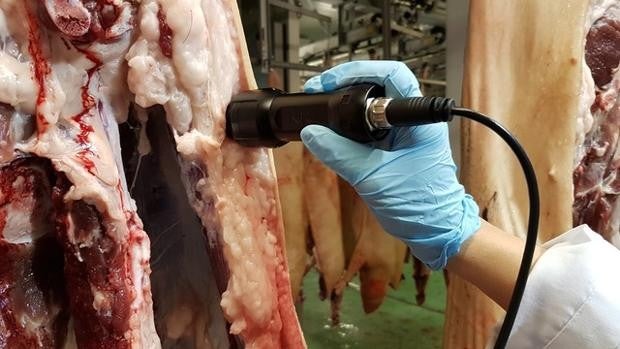 Un grupo de investigación de la UCO, de Córdoba, genera tecnología para la trazabilidad del cerdo ibérico