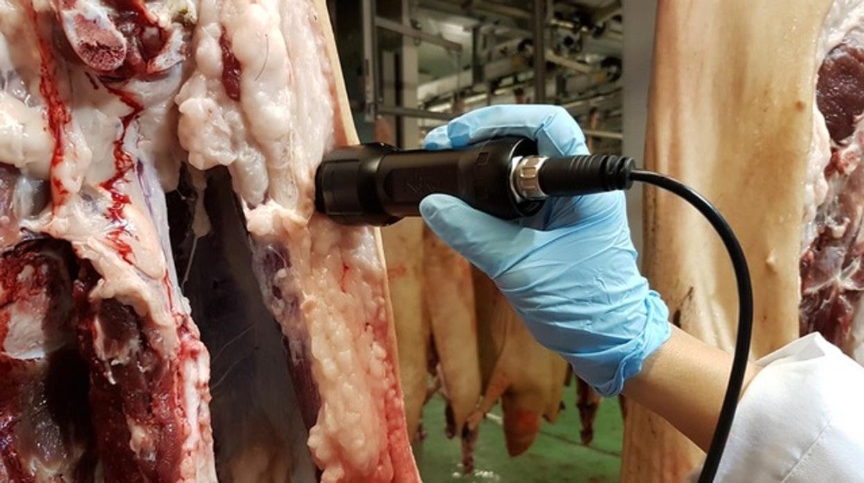 Uso en la carne de tecnología NIRS, en la que trabaja el grupo de Ingeniería de Producción Ganadera de la UCO