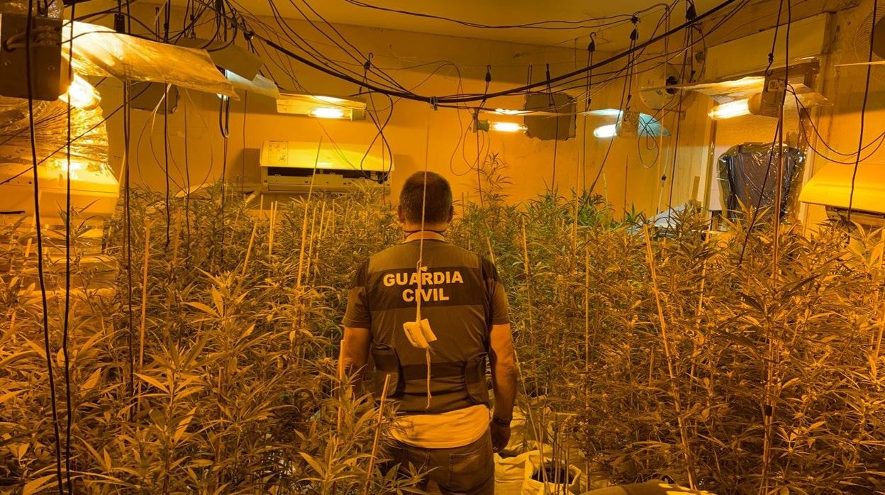 La Guardia Civil desmantela dos cultivos &#039;indoor&#039; con 141 plantas de marihuana en Almodóvar del Río