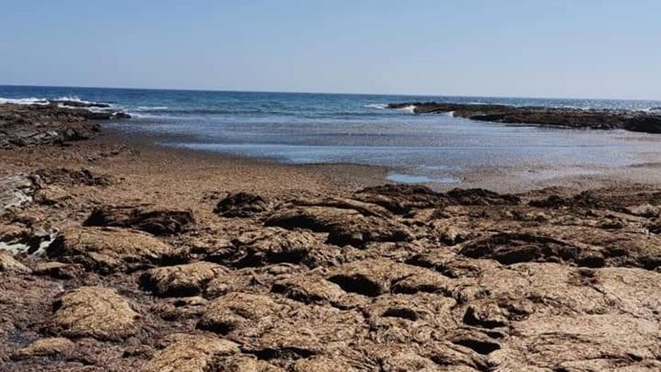 El alga asiática invasora no da tregua en el Estrecho de Gibraltar