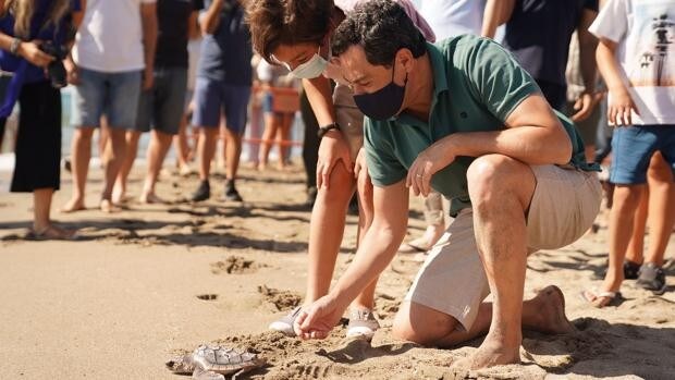 Vuelven al mar las crías de tortuga boba que 200 voluntarios de la Costa del Sol protegieron hace un año