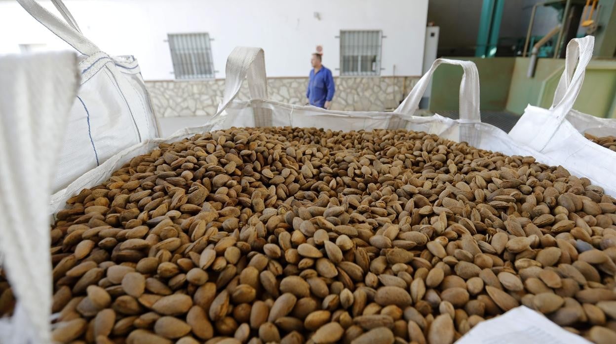 Planta de procesado de almendras en Córdoba