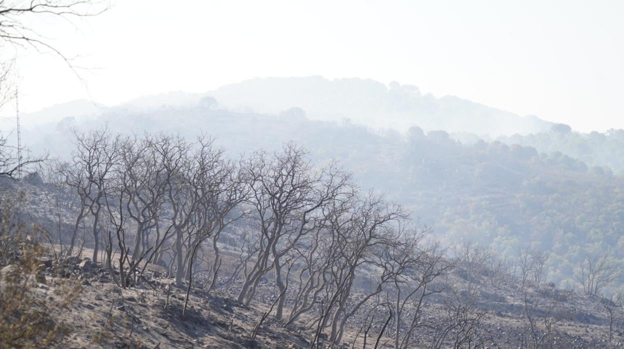 Zona afectada por el incendio del Puerto del Calatraveño