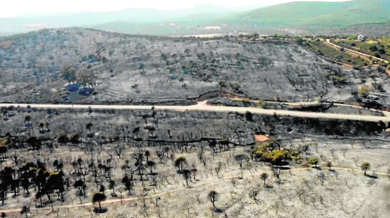 Terreno arrasado por el fuego en Alcaracejos