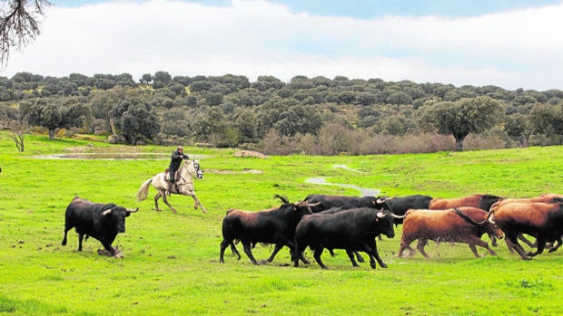 La Junta 'vacuna' a once ganaderías de toros de lidia para hacer frente a la caída de festejos taurinos