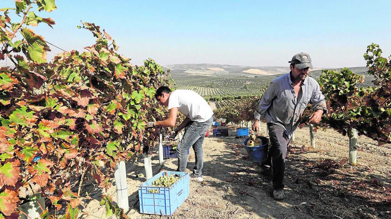 Recogida de la uva en un viñedo de Montilla-Moriles