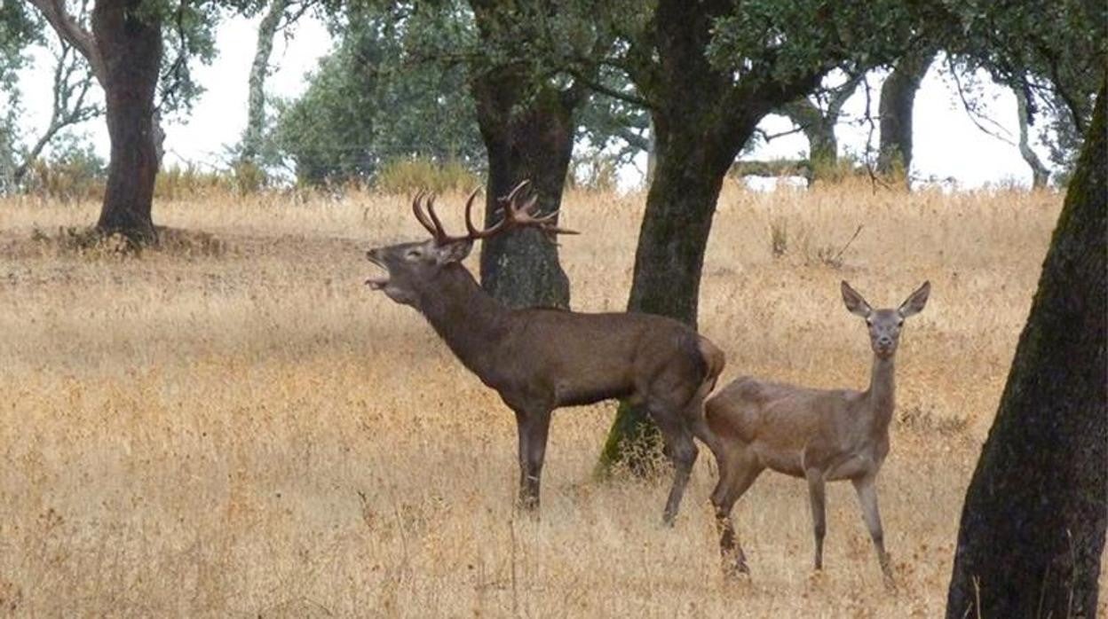 Un ciervo berreando en un monte de Córdoba, en una imagen de archivo