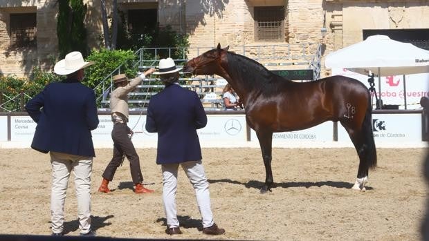 El Concurso Morfológico de Pura Raza 'Ciudad de Córdoba' ratifica su excelencia y alto nivel