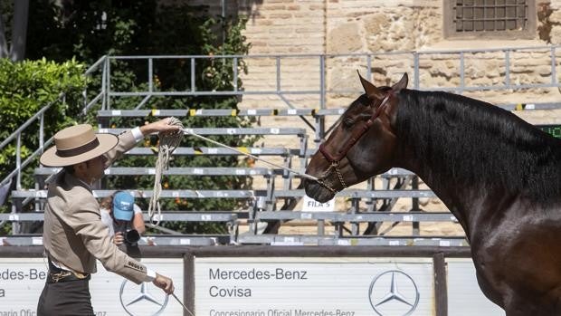 Cabalcor cierra su edición de 2021 este fin de semana en Córdoba con el XIX Campeonato de Alta Escuela