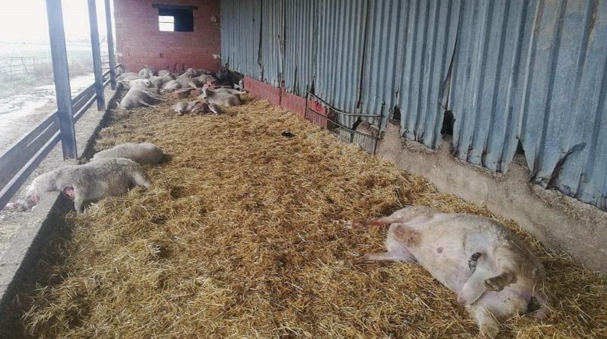 Unos lobos han atacado a estas ovejas en Zamora provocando doce muertes