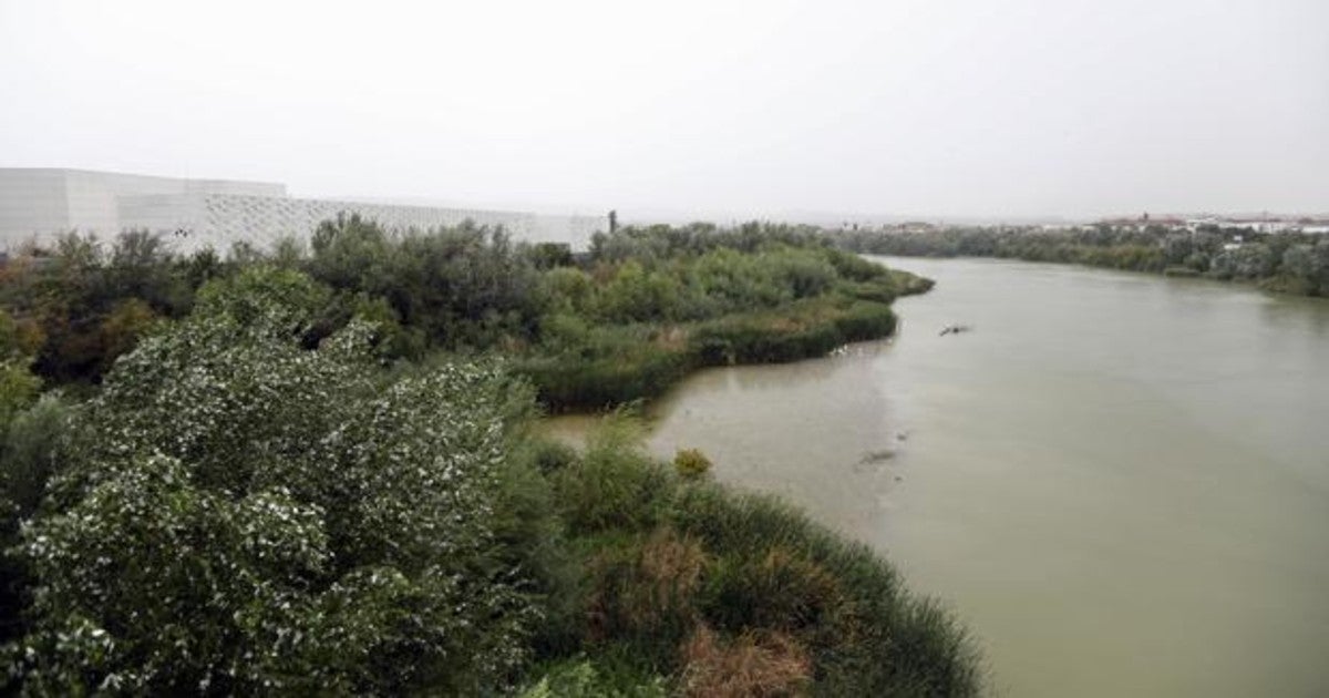 Zona de vegetación en el río Guadalquivir a su paso por Córdoba junto al C3A