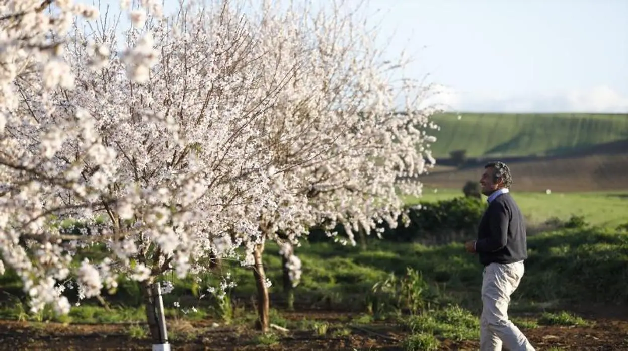 Plantación de almendros en flor en el término municipal de Córdoba en febrero de este año